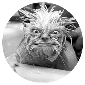 Crazy Wet Cat