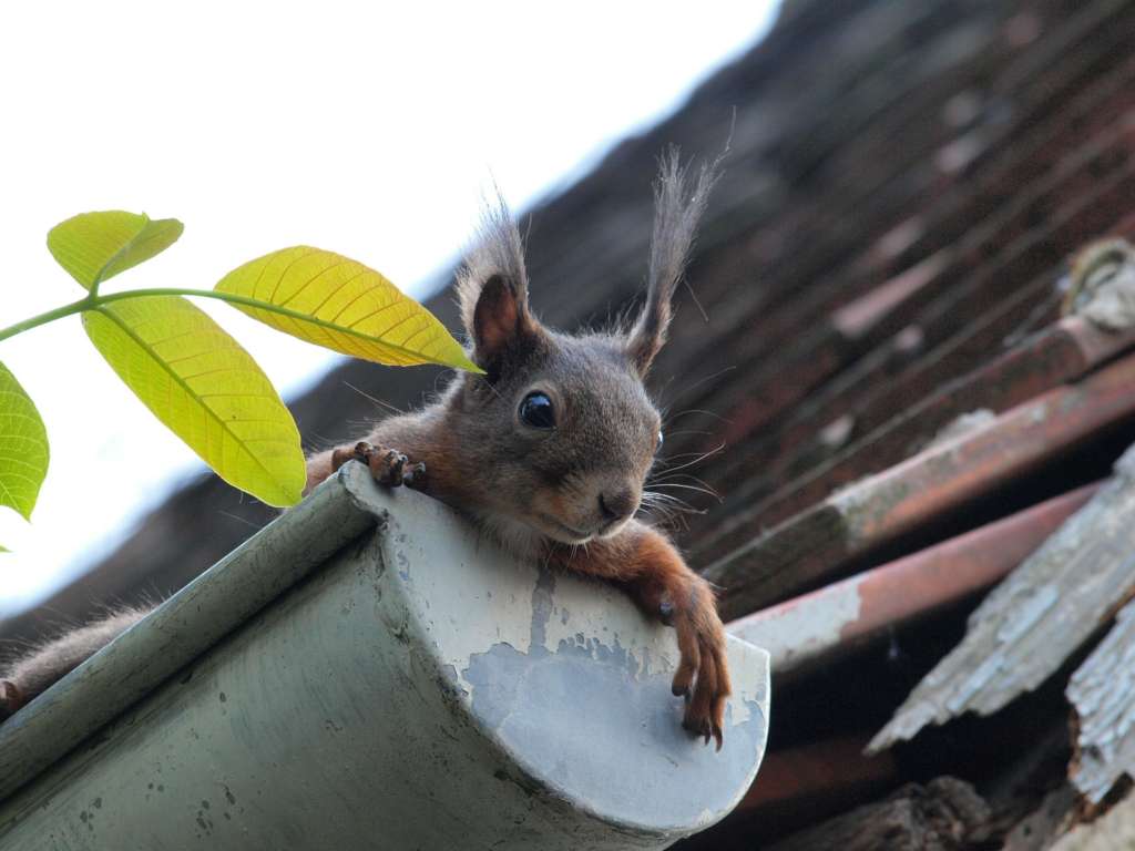 Squirrel in gutter blocking the drain