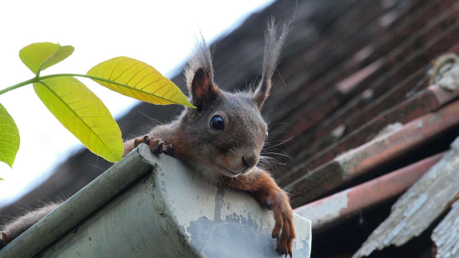 Squirrel in gutter blocking the drain